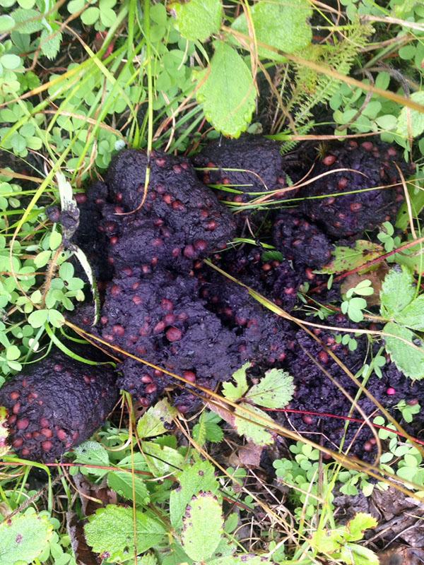 Black bear scat produced during seasonal berry feeding at Seney National Wildlife Refuge
