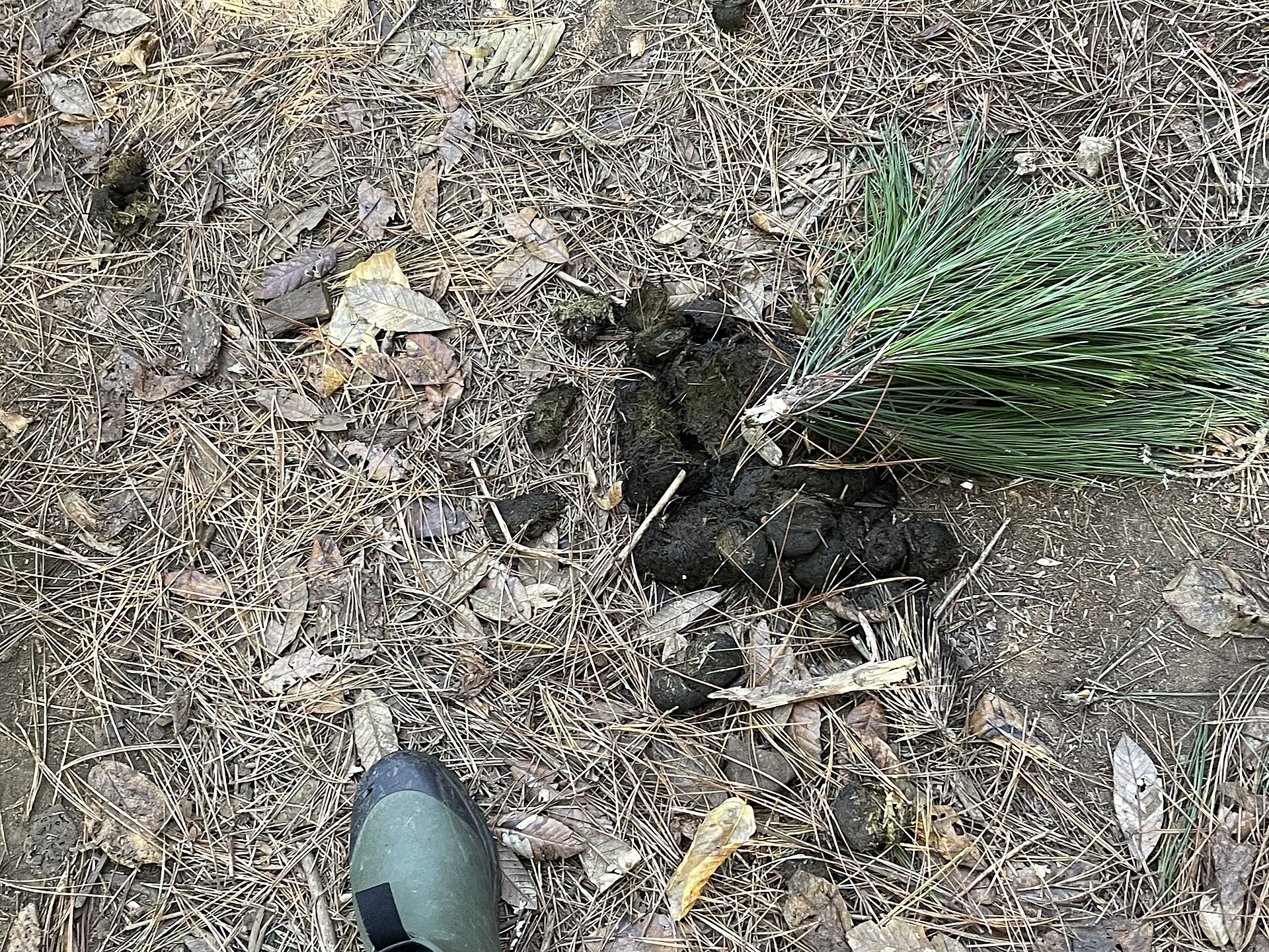 American black bear scat photographed on a trail in coastal California