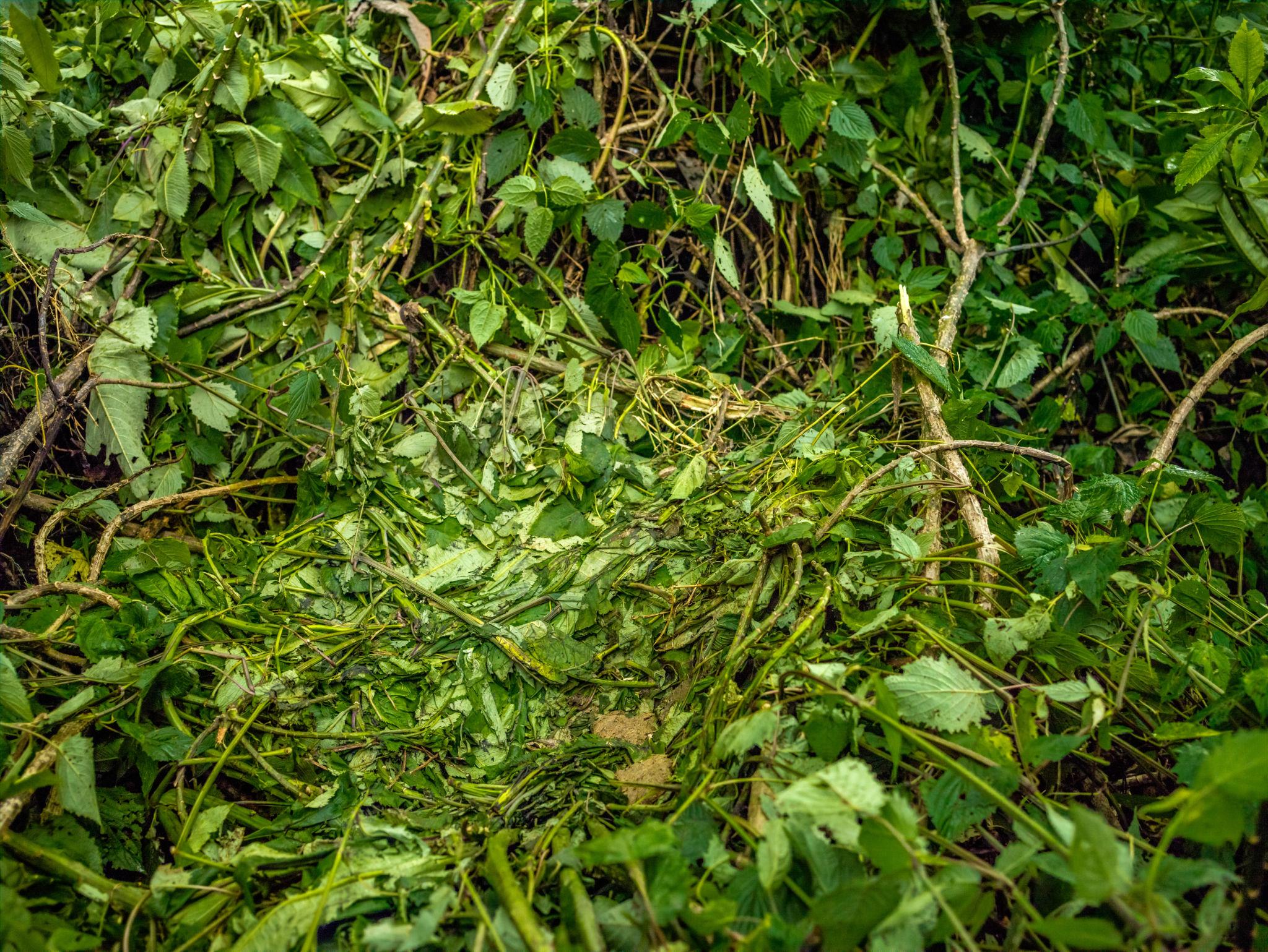 Ground nest constructed by a western lowland gorilla in Gabon