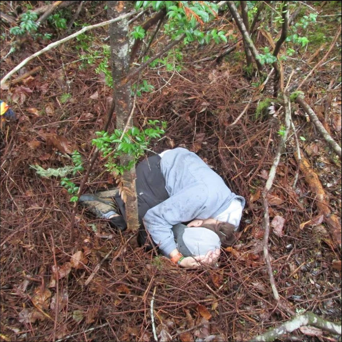 Reported possible nesting structure investigated on the Olympic Peninsula in Washington